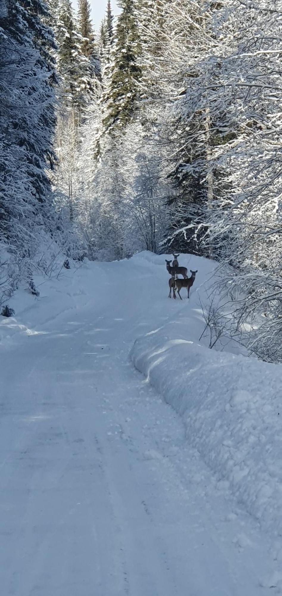 Alpine Meadows Lodge Golden Luaran gambar